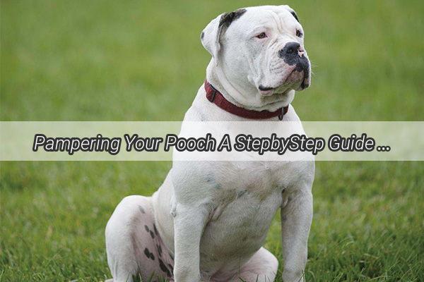 Pampering Your Pooch A StepbyStep Guide to Using Dog Ear Cleaning Pads